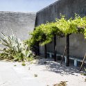 ZAF WC CapeTown 2016NOV15 RobbenIsland 044  Under these vines is where Mandela his his manuscript for "Long Walk To Freedom". : 2016, Africa, Date, Month, November, Places, Robben Island, South Africa, Southern, Western Cape, Year